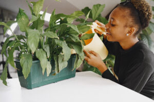 How to Get Rid of Fungus Gnats in Indoor Plants